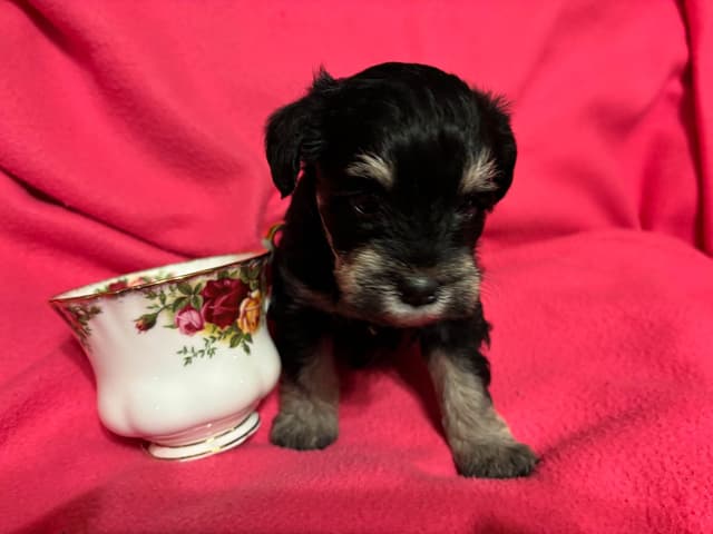 Miniature Schnauzer Puppies media 6
