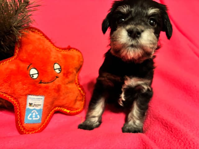 Miniature Schnauzer Puppies media 7