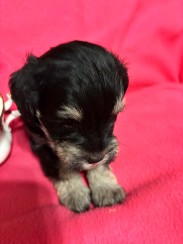 Miniature Schnauzer Puppies media 9