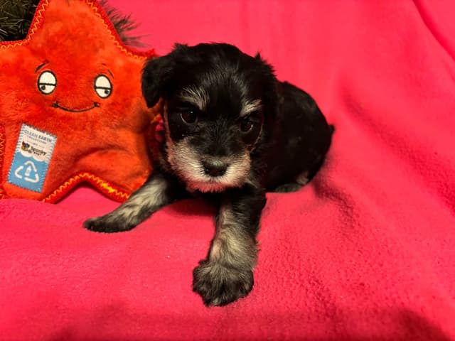 Miniature Schnauzer Puppies media 11