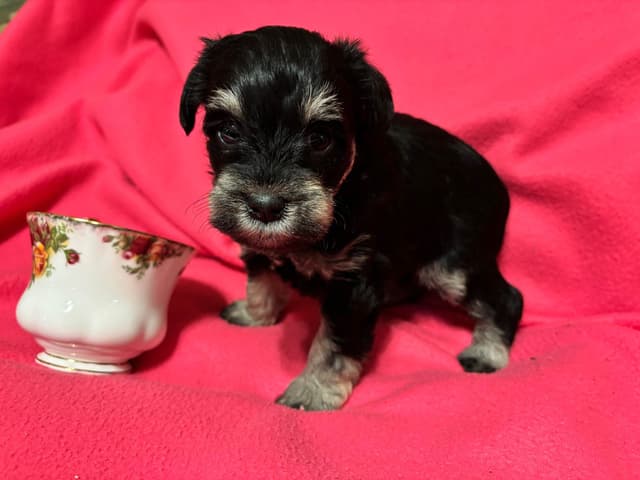 Miniature Schnauzer Puppies media 10
