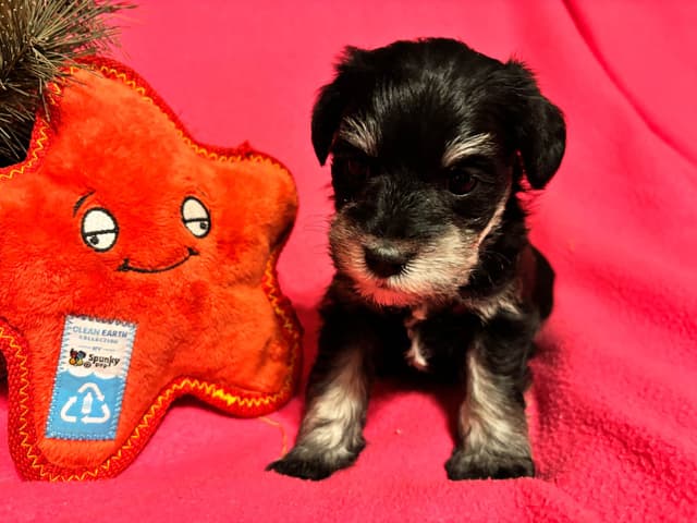 Miniature Schnauzer Puppies media 8