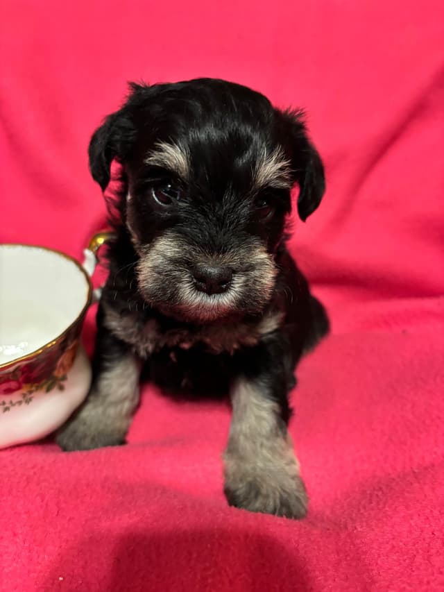 Miniature Schnauzer Puppies media 12