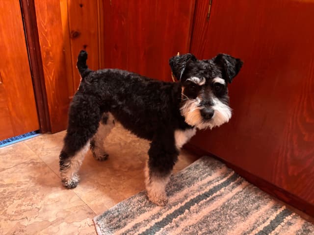 Miniature Schnauzer Puppies media 2