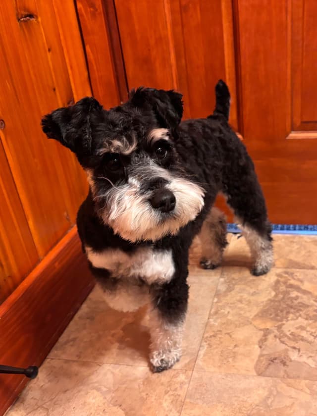 Miniature Schnauzer Puppies media 14