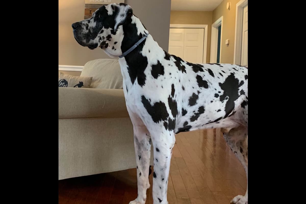 Family-Raised AKC Great Dane Puppies, Born April 21, 2026 breeder image 3