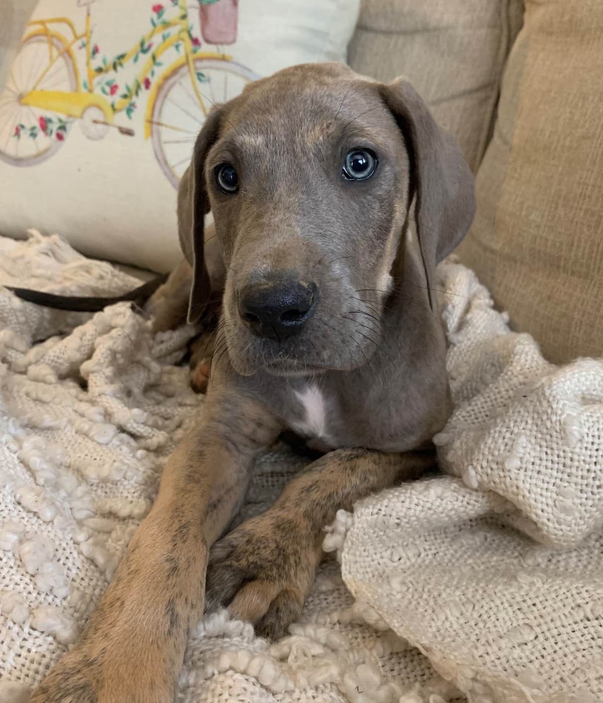 Family-Raised AKC Great Dane Puppies, Born April 21, 2026 breeder image 4