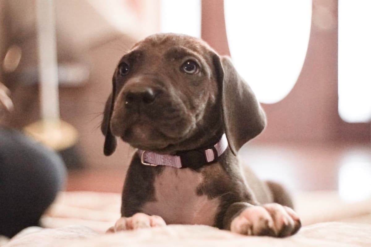Family-Raised AKC Great Dane Puppies, Born April 21, 2026 breeder image 5
