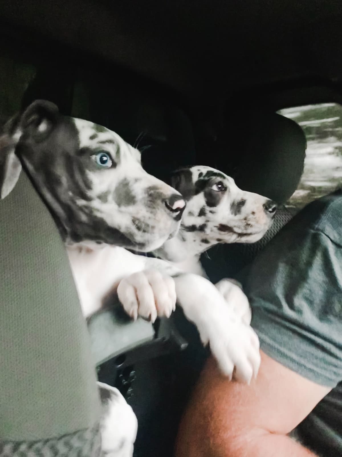 Family-Raised AKC Great Dane Puppies, Born April 21, 2026 breeder image 6