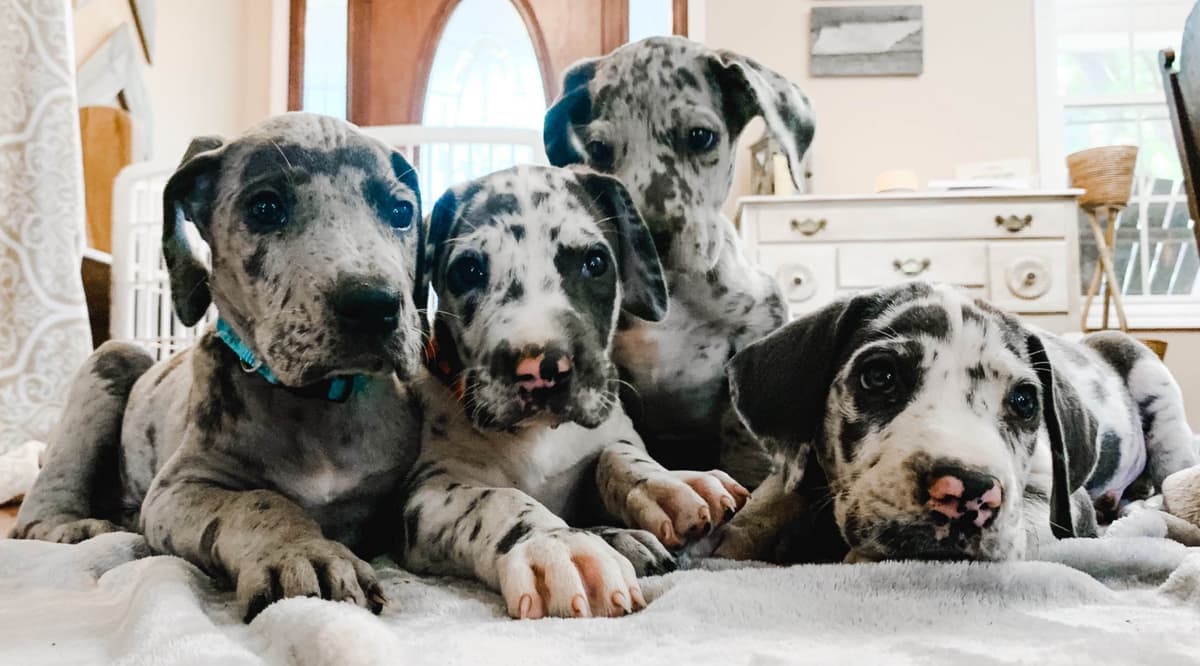 Family-Raised AKC Great Dane Puppies, Born April 21, 2026 breeder image 7