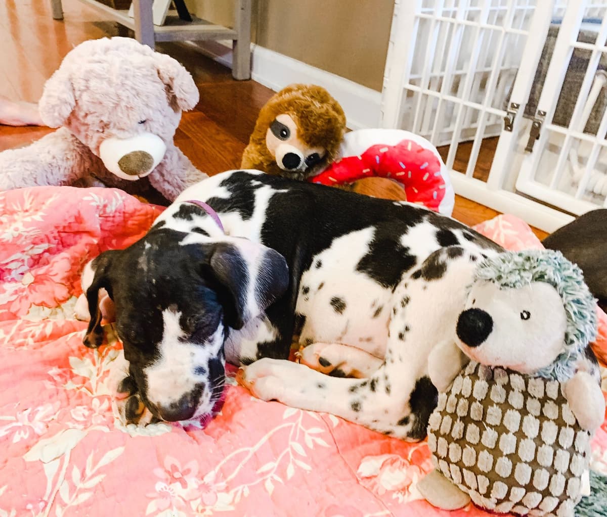 Family-Raised AKC Great Dane Puppies, Born April 21, 2026 breeder image 10