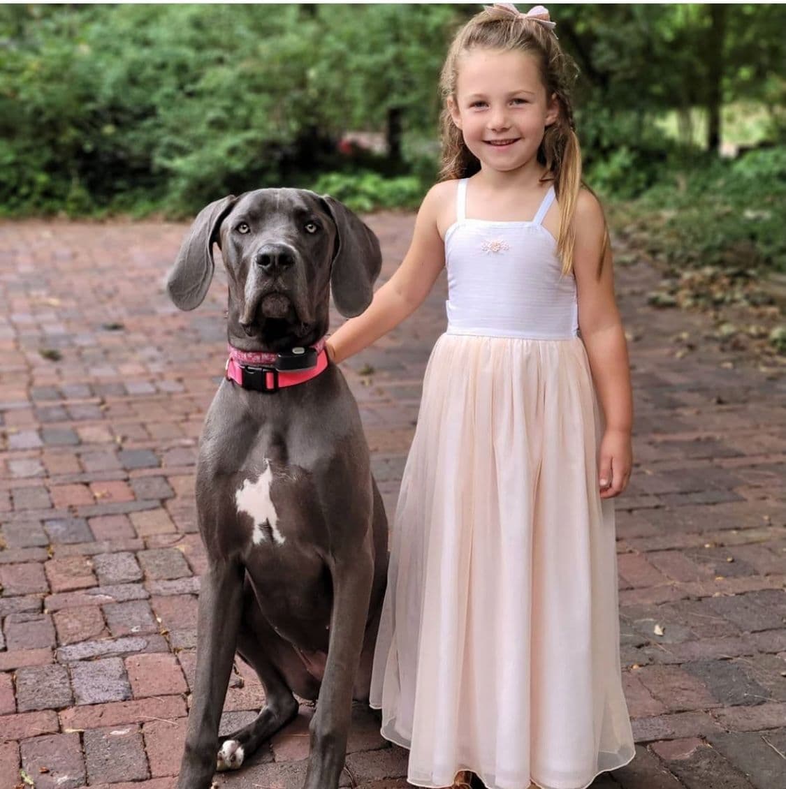 Family-Raised AKC Great Dane Puppies, Born April 21, 2026 breeder image 13