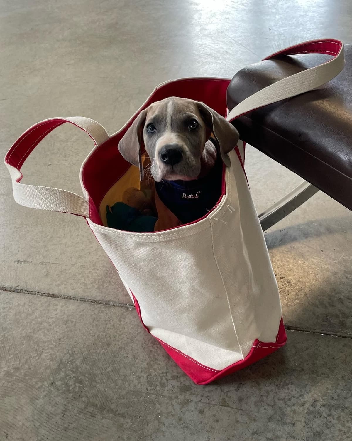 Family-Raised AKC Great Dane Puppies, Born April 21, 2026 breeder image 14