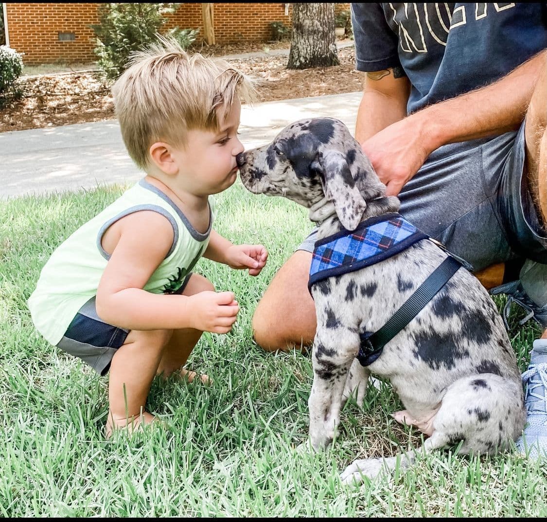Family-Raised AKC Great Dane Puppies, Born April 21, 2026 breeder image 15