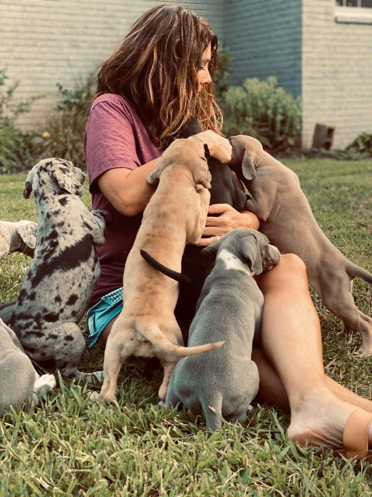 Family-Raised AKC Great Dane Puppies, Born April 21, 2026 breeder image 16