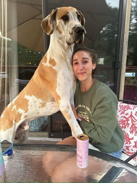Family-Raised AKC Great Dane Puppies, Born April 21, 2026 breeder image 19