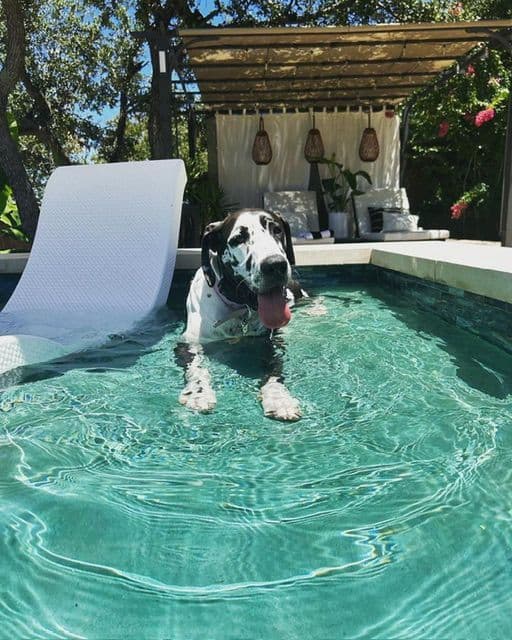 Family-Raised AKC Great Dane Puppies, Born April 21, 2026 breeder image 20