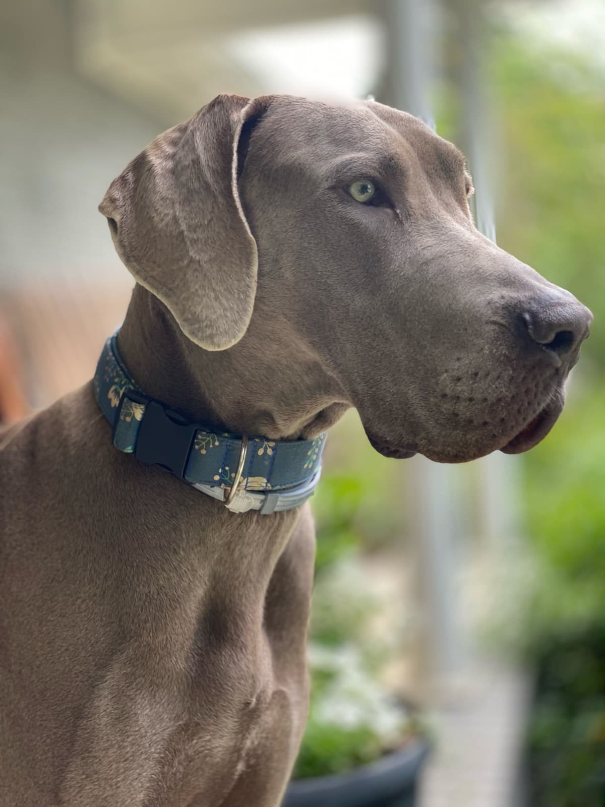 Family-Raised AKC Great Dane Puppies, Born April 21, 2026 breeder image 24