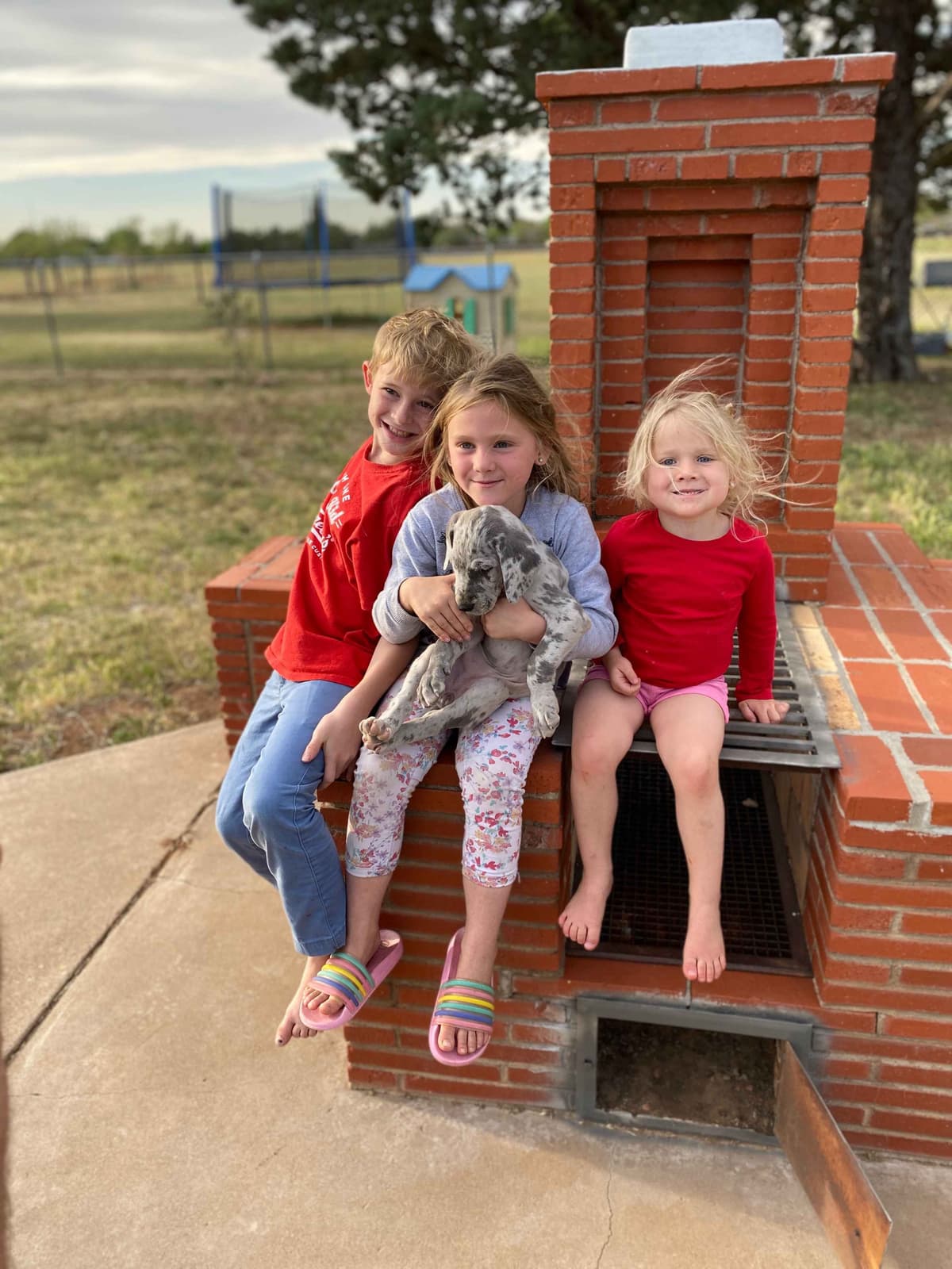 Family-Raised AKC Great Dane Puppies, Born April 21, 2026 breeder image 25
