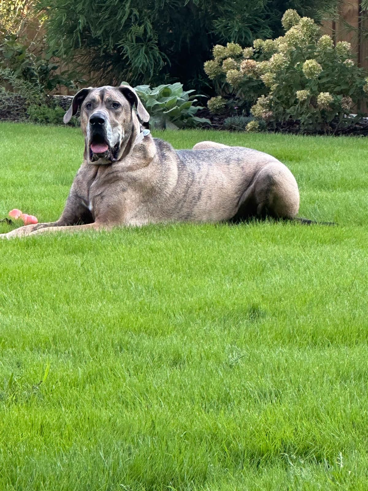 Family-Raised AKC Great Dane Puppies, Born April 21, 2026 breeder image 28