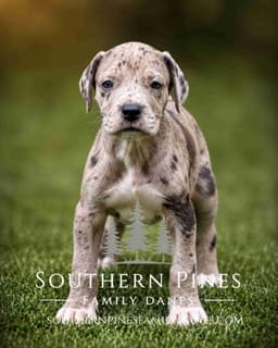 Family-Raised AKC Great Dane Puppies, Born April 21, 2026 thumbnail 3