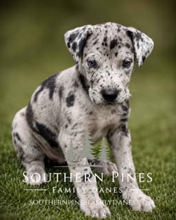 Family-Raised AKC Great Dane Puppies, Born April 21, 2026 thumbnail 8