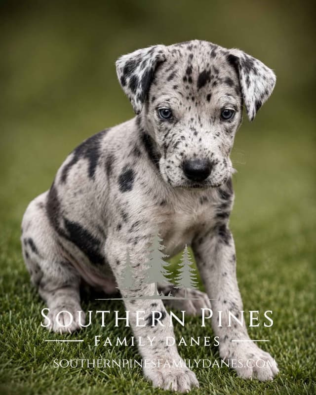 Family-Raised AKC Great Dane Puppies, Born April 21, 2026 media 8