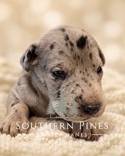 Family-Raised AKC Great Dane Puppies, Born April 21, 2026 thumbnail 4