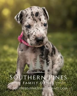 Family-Raised AKC Great Dane Puppies, Born April 21, 2026 thumbnail 5