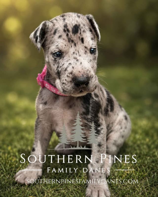 Family-Raised AKC Great Dane Puppies, Born April 21, 2026 media 5