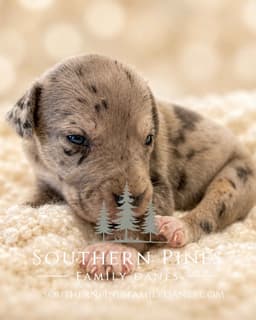 Family-Raised AKC Great Dane Puppies, Born April 21, 2026 thumbnail 6
