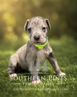 Family-Raised AKC Great Dane Puppies, Born April 21, 2026 thumbnail 7