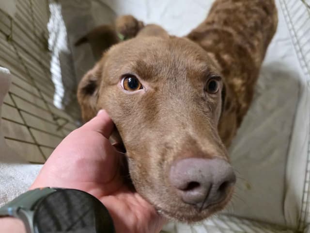 Chesapeake Bay Retriever Puppies media 2