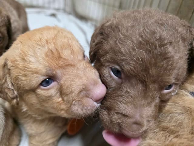 Chesapeake Bay Retriever Puppies media 3