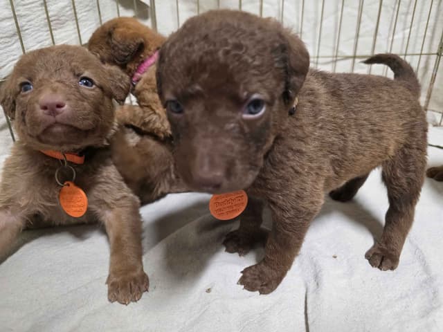 Chesapeake Bay Retriever Puppies media 4