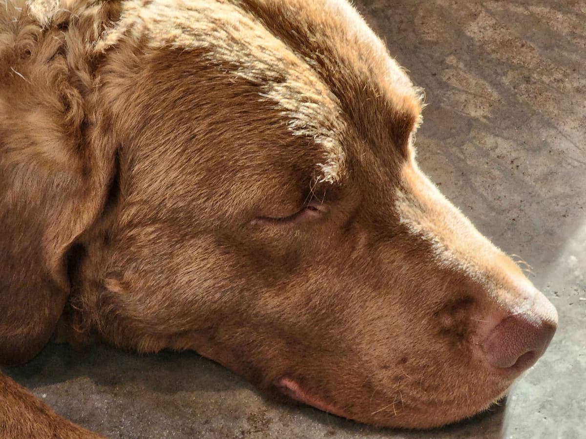 Chesapeake Bay Retriever Puppies breeder image 1