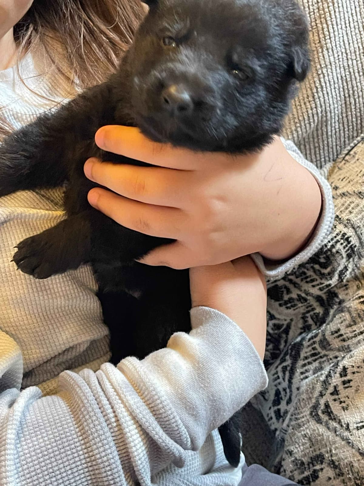 German Shepherd Dog Puppies breeder image 1