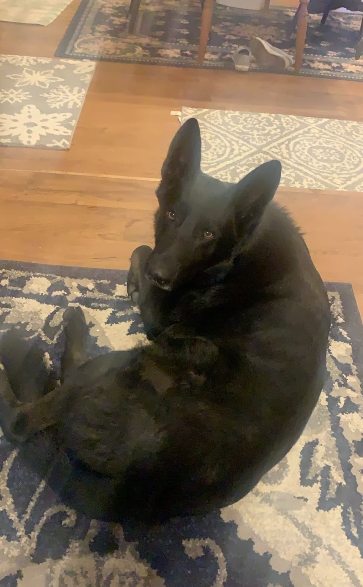 German Shepherd Dog Puppies breeder image 2