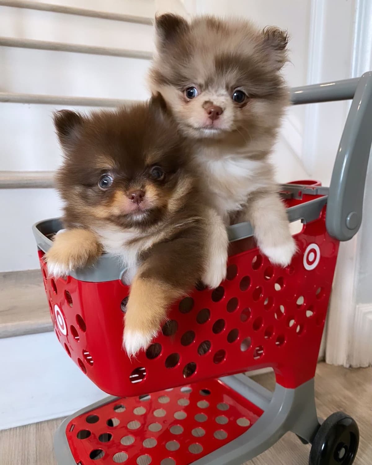 Pomeranian Puppies breeder image 2