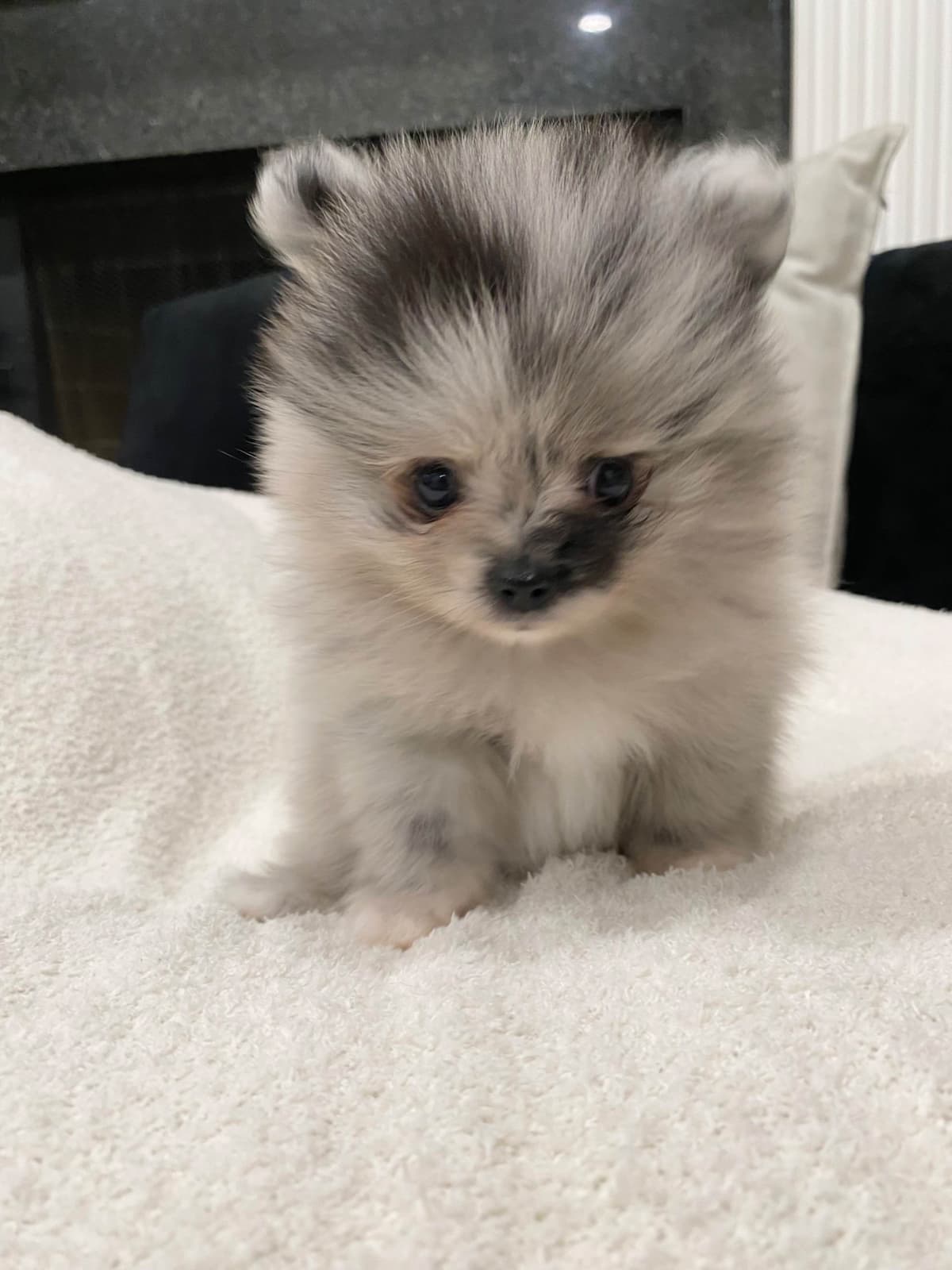 Pomeranian Puppies breeder image 4