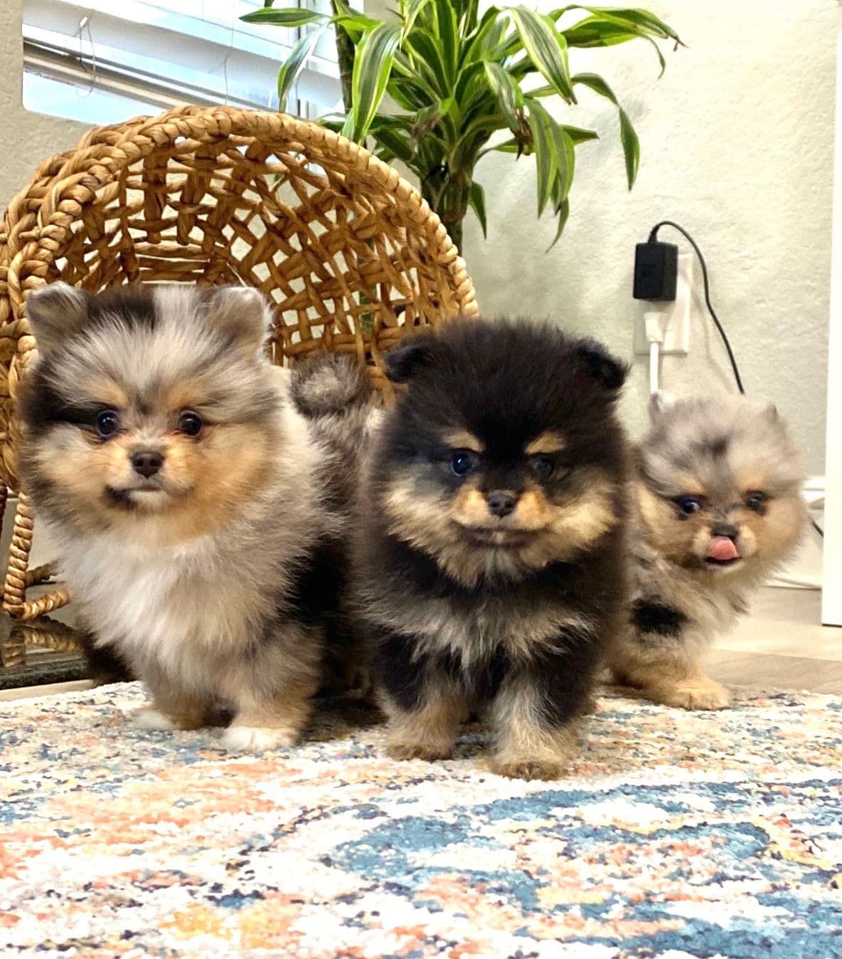 Pomeranian Puppies breeder image 3