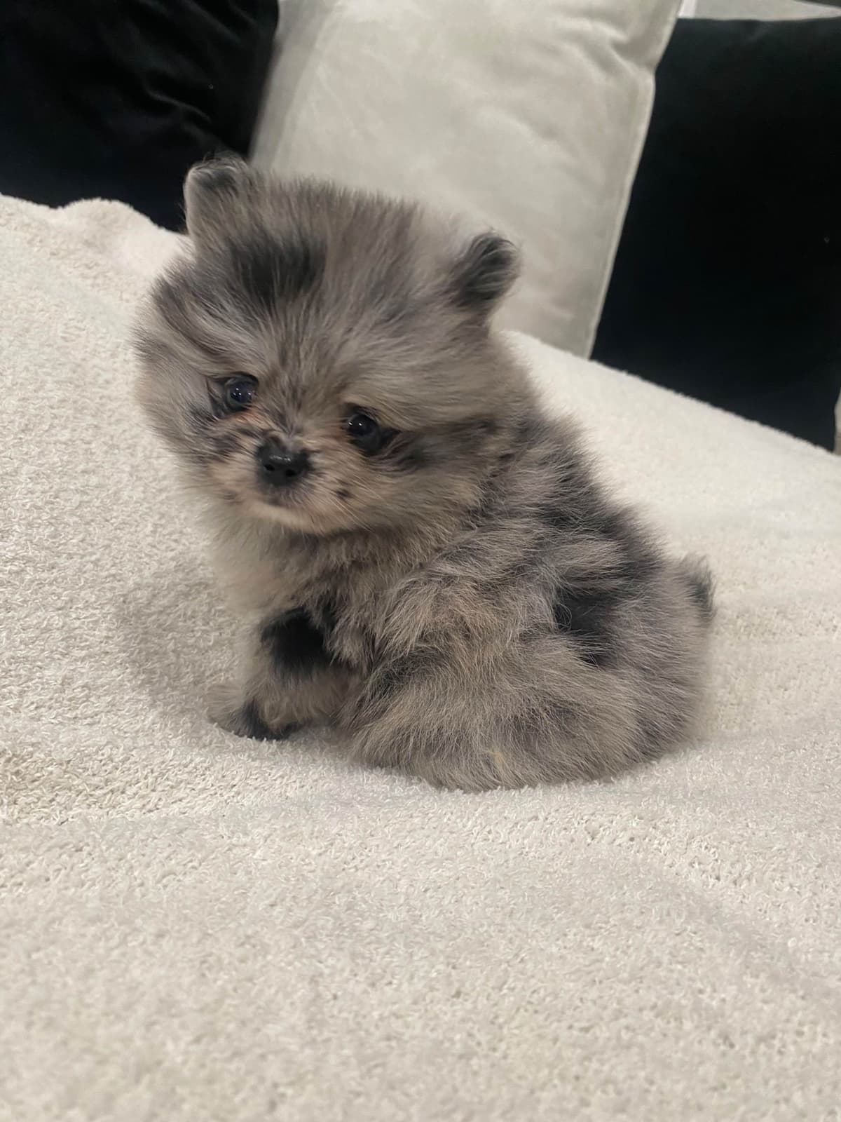 Pomeranian Puppies breeder image 5