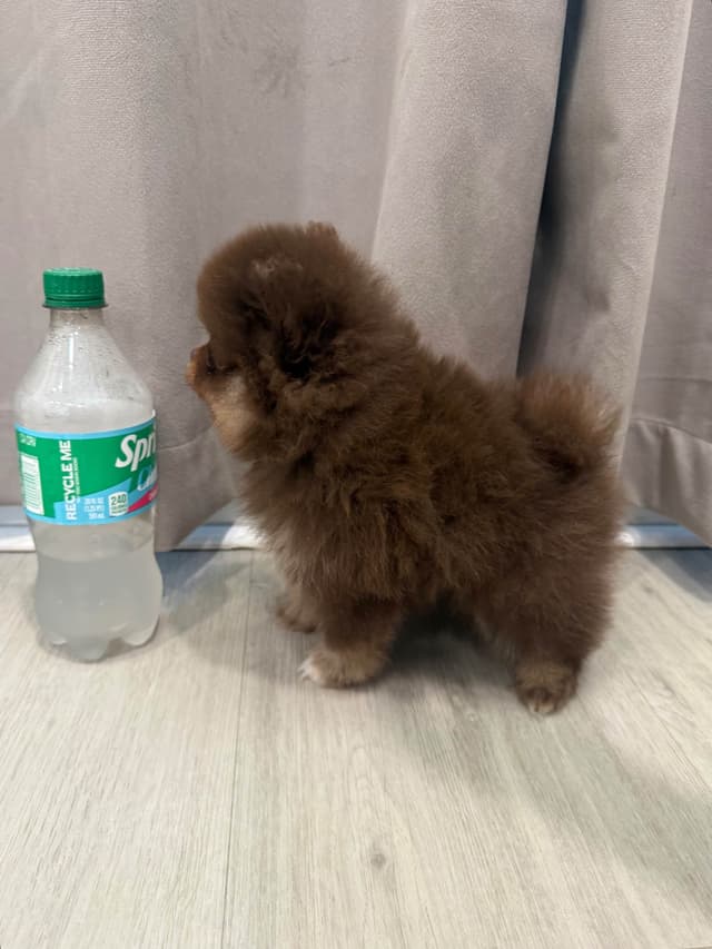 Pomeranian Puppies media 5