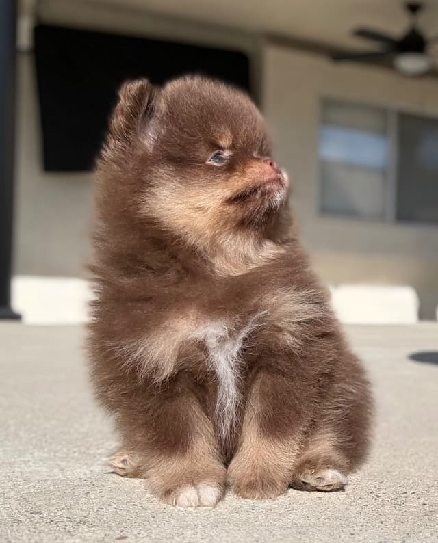 Pomeranian Puppies media 2