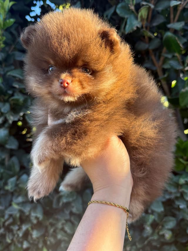 Pomeranian Puppies media 4