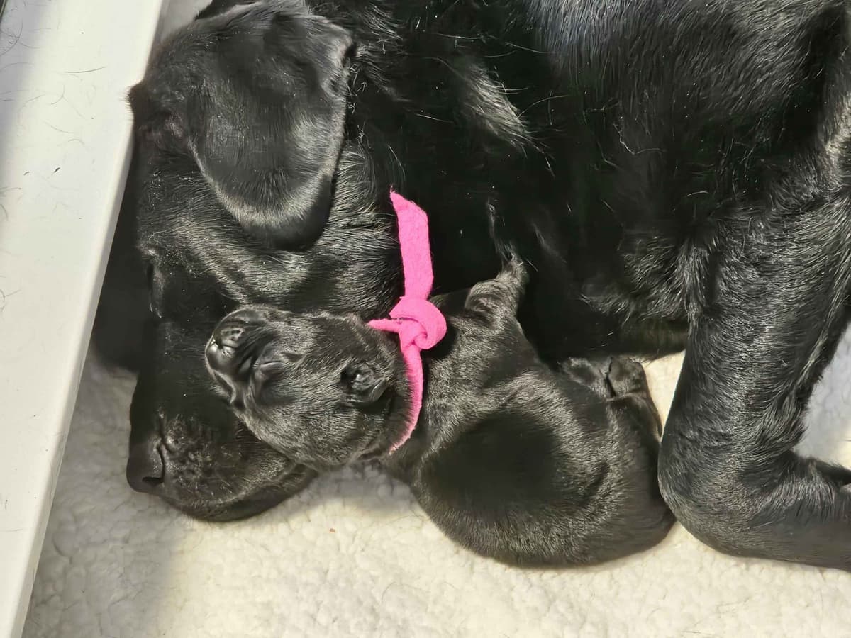 Labrador Retriever Puppies breeder image 1