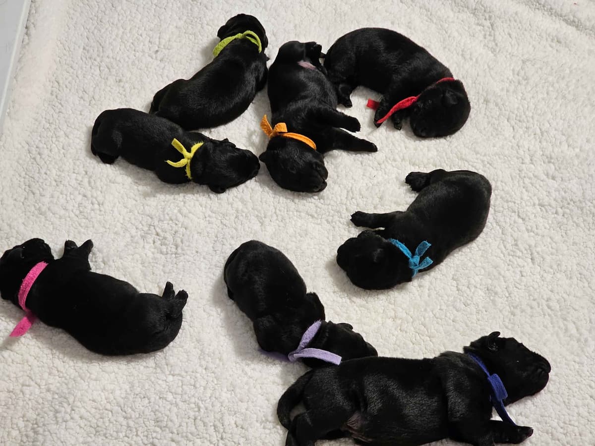Labrador Retriever Puppies breeder image 2