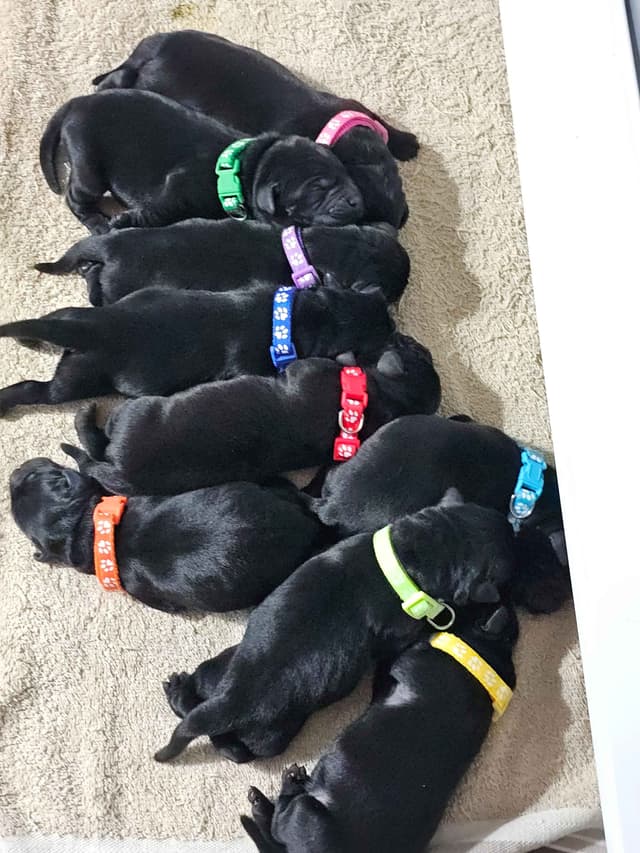 Labrador Retriever Puppies media 2