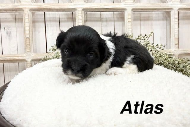 Coton de Tulear Puppies media 2