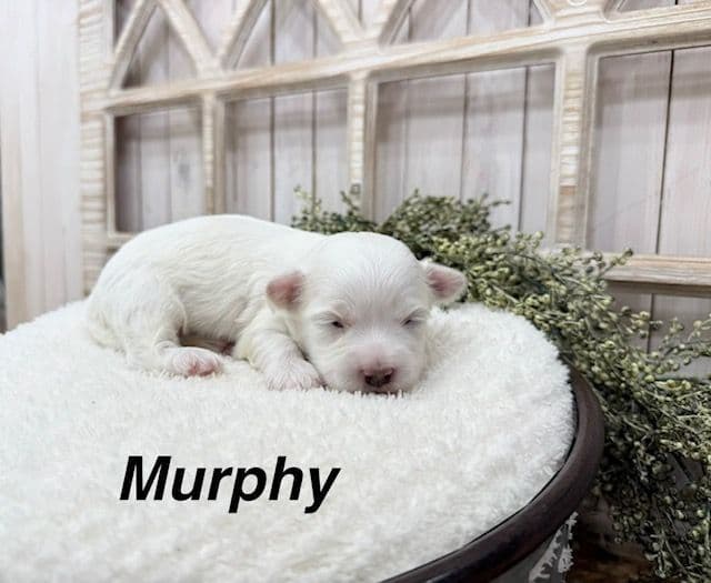 Coton de Tulear Puppies media 2
